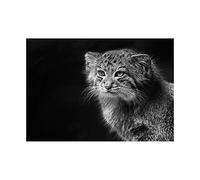 Wee Blue Coo Animal Wild Cat Wildcat Black White Wall Art Print
