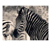 Wee Blue Coo Animal Zebra Stripes BW Art Print Poster Wall Decor 12X16 Inch