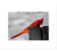 Wee Blue Coo Animals Nature Bird Cardinal Male Red Cool Beautiful Wall Art Print