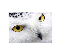 Wee Blue Coo Animals Nature Bird Prey Owl Eye Black White Wall Art Print