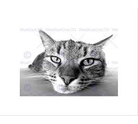 Wee Blue Coo Animals Nature Pet Cat Black White Face Picture Wall Art Print