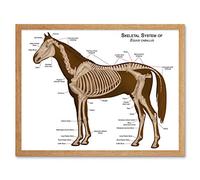 Wee Blue Coo Animals Skeleton Bones Horse Anatomy Art Print Framed Poster Wall Decor 12X16 Inch