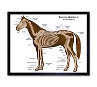 Wee Blue Coo Animals Skeleton Bones Horse Anatomy Art Print Framed Poster Wall Decor 12X16 Inch