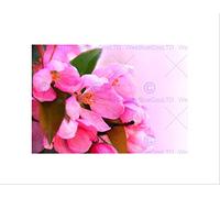 Wee Blue Coo Apple Blossom Pink Flower Black Frame Framed Art Print Picture Mount B12X9537