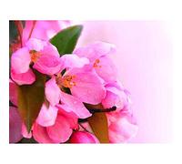 Wee Blue Coo Apple Blossom Pink Flowers Art Print Poster Wall Decor 12X16 Inch