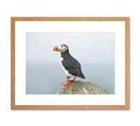Wee Blue Coo Atlantic Puffin Bird Rock Sea Art Picture Framed Wall Art Print