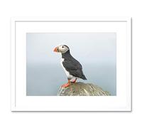 Wee Blue Coo Atlantic Puffin Bird Rock Sea Art Picture Framed Wall Art Print
