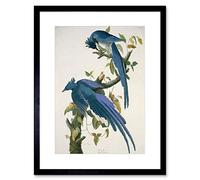 Wee Blue Coo Audubon American Columbia Jay Framed Wall Art Print