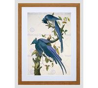 Wee Blue Coo Audubon American Columbia Jay Framed Wall Art Print