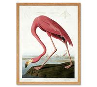 Wee Blue Coo Audubon American Flamingo Art Print Framed Poster Wall Decor 12x16 inch