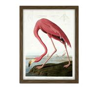 Wee Blue Coo Audubon American Flamingo Artwork Framed Wall Art Print 18X24 Inch