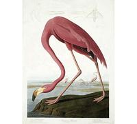 Wee Blue Coo Audubon American Flamingo Unframed Art Print Poster Wall Decor 12X16 Inch