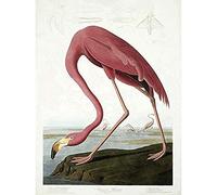 Wee Blue Coo Audubon American Flamingo Unframed Wall Art Print Poster Home Decor Premium