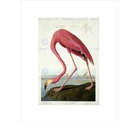 Wee Blue Coo Audubon American Flamingo Wall Art Print