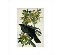 Wee Blue Coo Audubon American Raven Picture Wall Art Print