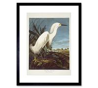 Wee Blue Coo Audubon American Snowy Heron Egret Framed Wall Art Print