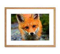 Wee Blue Coo Baby Fox Portrait Woodland Animal Wildlife Photo Framed Print Picture F12X191