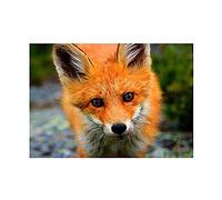 Wee Blue Coo Baby Fox Portrait Woodland Animal Wildlife Wall Art Print