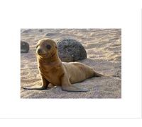 Wee Blue Coo Baby Seal Beach Seaside Art Wall Art Print