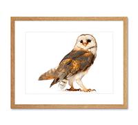 Wee Blue Coo Barn Owl Alba Bird Pray Art Framed Wall Art Print