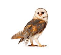 Wee Blue Coo Barn Owl Alba Bird Prey Art Print Poster Wall Decor 12X16 Inch