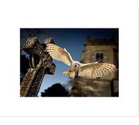 Wee Blue Coo Barn Owl Bird Alba Graveyard Scotland Picture Wall Art Print