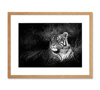 Wee Blue Coo Bengal Tiger Black White Sitting Art Picture Framed Wall Art Print