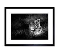 Wee Blue Coo BENGAL TIGER BLACK WHITE SITTING BLACK FRAME FRAMED ART PRINT PICTURE B12X8680
