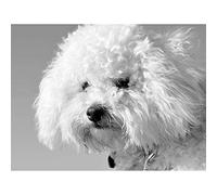 Wee Blue Coo Bichon Frise Black White Dog Art Print Poster Wall Decor 12X16 Inch