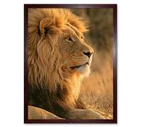 Wee Blue Coo Big African Lion Sitting Sun Art Print Framed Poster Wall Decor 12X16 Inch