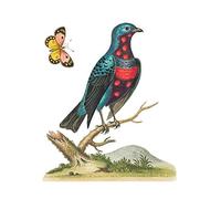 Wee Blue Coo Bird Blue Spotted Art Print Poster Wall Decor 12X16 Inch