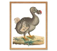 Wee Blue Coo Bird Dodo Vintage Illustration Art Print Framed Poster Wall Decor 12X16 Inch