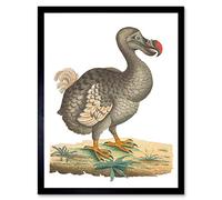 Wee Blue Coo Bird Dodo Vintage Illustration Art Print Framed Poster Wall Decor 12X16 Inch