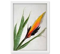 Wee Blue Coo Bird of Paradise Tropical Plant Flower and Leaves Illustration on White Artwork Framed Wall Art Print A4