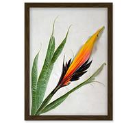 Bird of Paradise Tropical Plant Flower and Leaves Illustration on White Artwork Framed Wall Art Print A4 Artery8 Brown One Size