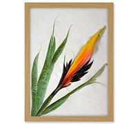 Wee Blue Coo Bird of Paradise Tropical Plant Flower and Leaves Illustration on White Artwork Framed A3 Wall Art Print