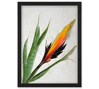 Wee Blue Coo Bird of Paradise Tropical Plant Flower and Leaves Illustration on White Artwork Framed Wall Art Print A4