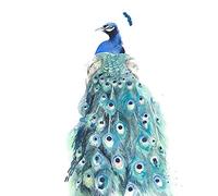 Wee Blue Coo Bird Peacock Watercolour Art Print Poster Wall Decor 12X16 Inch