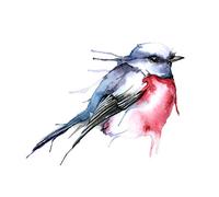 Wee Blue Coo Bird Robin Watercolour Large Wall Art Print Canvas Premium Poster