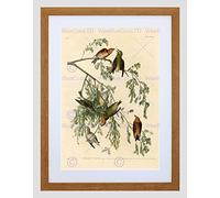 Wee Blue Coo Birds America Audubon American Crossbill Picture Framed Wall Art Print