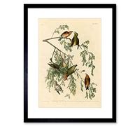 Wee Blue Coo Birds America Audubon American Crossbill Picture Framed Wall Art Print