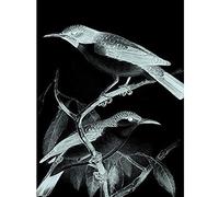 Wee Blue Coo Birds Illustration Night Unframed Art Print Poster Wall Decor 12x16 inch