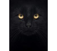 Wee Blue Coo Black Cat Face Close Up Large Wall Art Poster Print Thick Paper 18X24 Inch