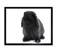 Wee Blue Coo Black Holland Lop Bunny Rabbit Art Print Framed Poster Wall Decor 12X16 Inch