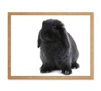 Wee Blue Coo Black Holland Lop Bunny Rabbit Art Print Framed Poster Wall Decor 12X16 Inch