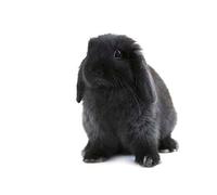 Wee Blue Coo Black Holland Lop Bunny Rabbit Art Print Poster Wall Decor 12X16 Inch