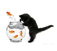 Wee Blue Coo Black Kitten Cat Goldfish Bowl Art Print Poster Wall Decor 12X16 Inch