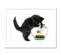 Wee Blue Coo Black Kitten Cat Playing Goldfish Bowl Home Framed Wall Art Print
