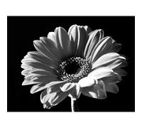 Wee Blue Coo Black White Gerbera Flower Bloom Photo Art Picture Canvas Print