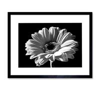 Wee Blue Coo Black White Gerbera Flower Bloom Photo Framed Wall Art Print